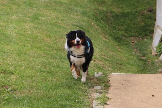 oskar