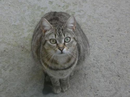 pet