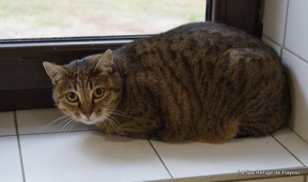 Minette