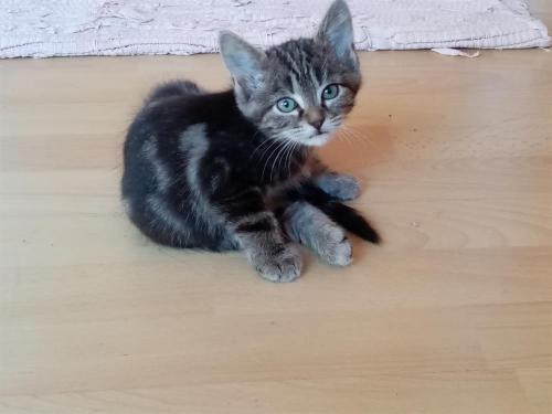 pet